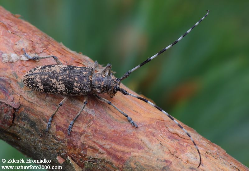 kozlíček, Monochamus saltuarius, Lamiini, Cerambycidae (Brouci, Coleoptera)